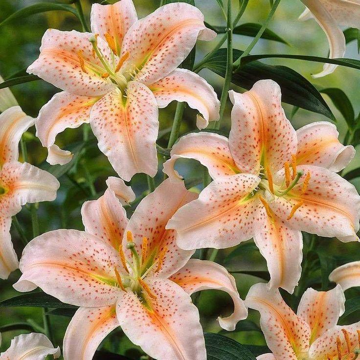 Enchanted Garden: Mystical Flora Fusion